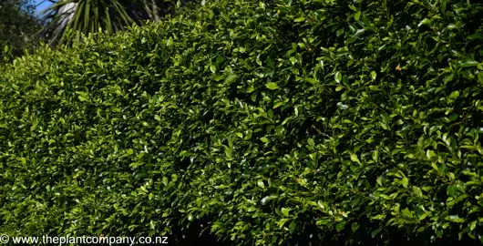 A well trimmed Ficus Tuffy hedge with lush green foliage.
