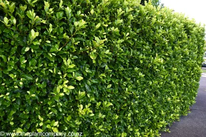 A Ficus Tuffy hedge with lush green foliage.