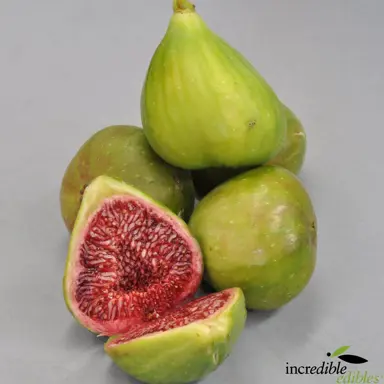 fig-candy-