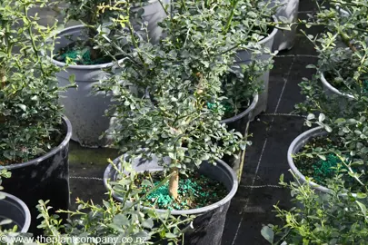 Young Citrus australasica (Finger Lime, Caviar Lime) plants for sale at The Plant Company nursery.