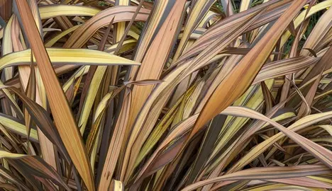 phormium-veneer-