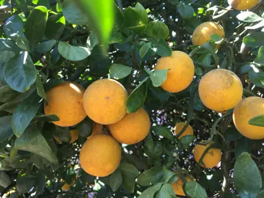 A Flying Dragon citrus shrub with orange fruit.