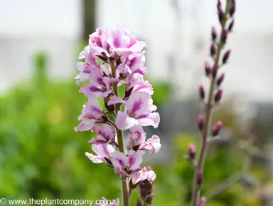 francoa-flower-girl-