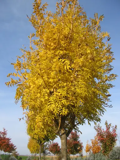 fraxinus-excelsior-aurea-