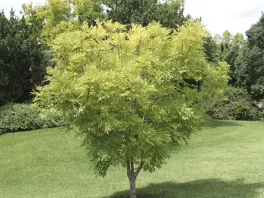 fraxinus-excelsior-aurea-4