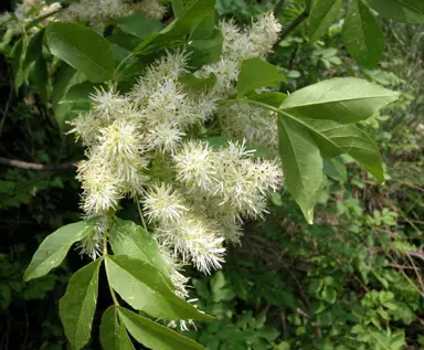 fraxinus-ornus-2