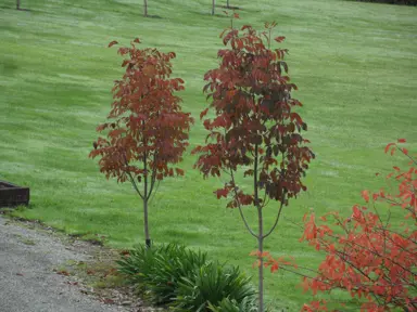 fraxinus-purple-spire-