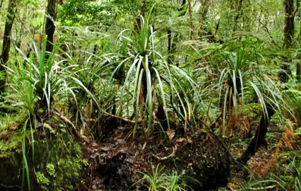 Freycinetia banksii plants in a native area.