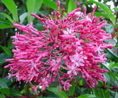 fuchsia-arborescens-