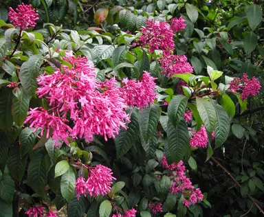 fuchsia-arborescens-1