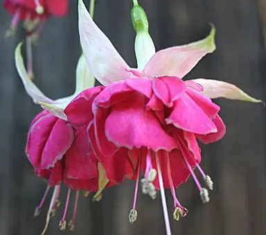 fuchsia-corneel-cornells-