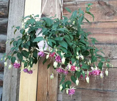 fuchsia-corneel-cornells-1