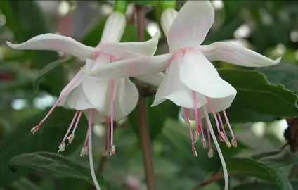 fuchsia-dorien-
