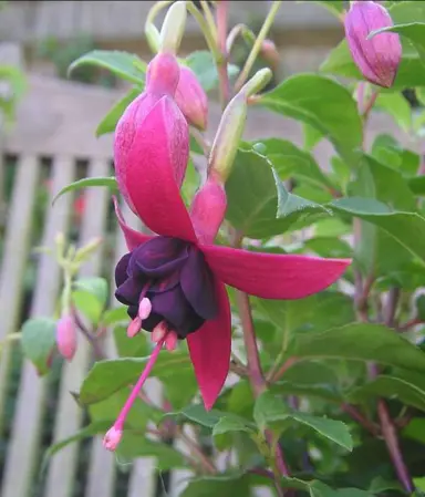 fuchsia-dorothy-hanley-1
