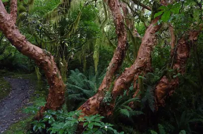 Fuchsia excorticata tree trunks.