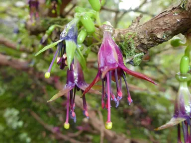 Fuchsia excorticata purple-pink flowers on a branch.