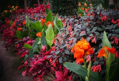 Fuchsia Gartenmeister Bonstedt plants growing in a mixed border garden.