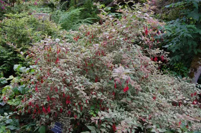 Fuchsia magellanica Tricolor shrub with green foliage and red flower buds.
