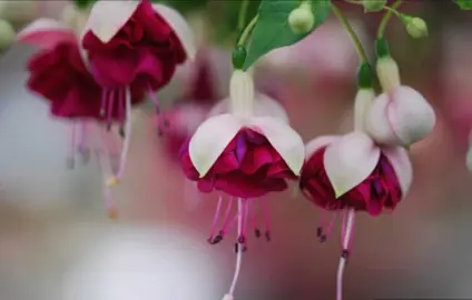 fuchsia-mavora-1
