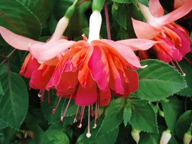 fuchsia-orange-king-