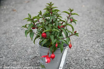 A stunning Fuchsia 'Pacquesa' plant for sale at The Plant Company nursery.