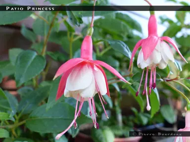 fuchsia-patio-princess--1