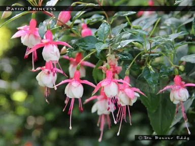 fuchsia-patio-princess-