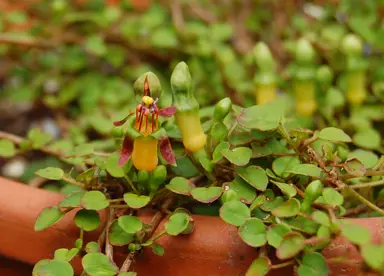 Fuchsia procumbens plant trailling from a pot with green foliage and yellow-green flowers.