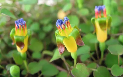 Fuchsia procumbens elegant, yellow and green flowers.