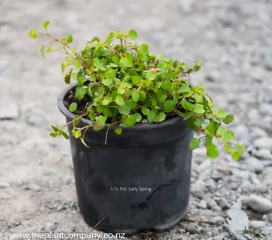 Fuchsia procumbens plant for sale in spring at The Plant Company nursery.