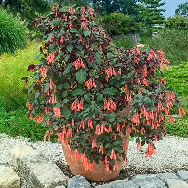 fuchsia-gartenmeister-bonstedt-