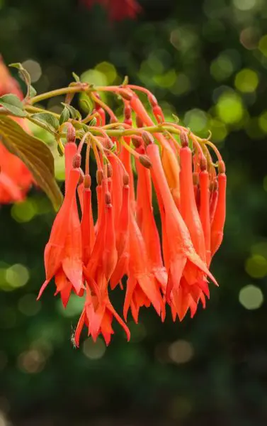 fuchsia-gartenmeister-bonstedt-1