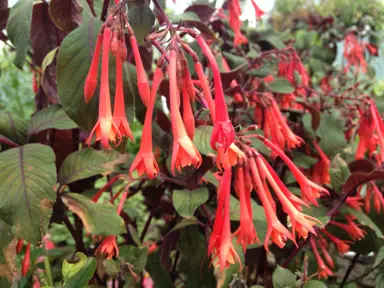 fuchsia-gartenmeister-bonstedt-2