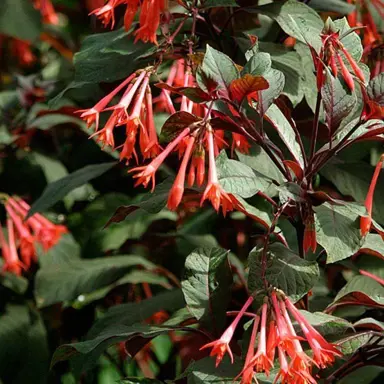 fuchsia-gartenmeister-bonstedt-3