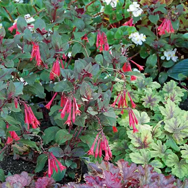 fuchsia-gartenmeister-bonstedt-4