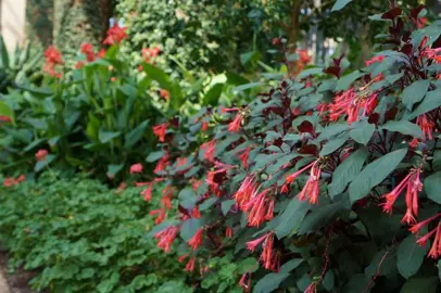 fuchsia-gartenmeister-bonstedt-5