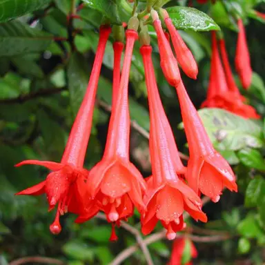 fuchsia-gartenmeister-bonstedt-6