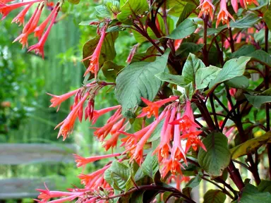 fuchsia-gartenmeister-bonstedt-7