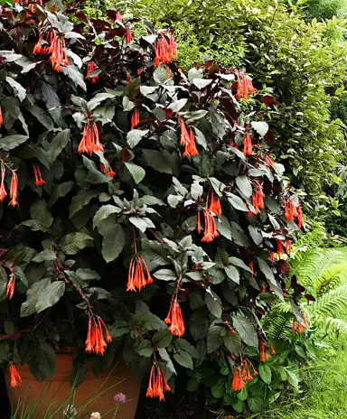 fuchsia-gartenmeister-bonstedt-9