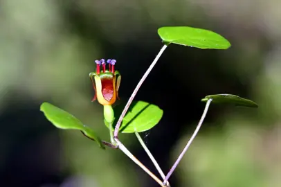 fuchsia-procumbens-3