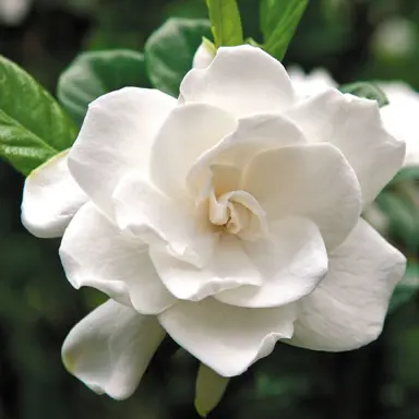 gardenia-aimee-yoshiba-