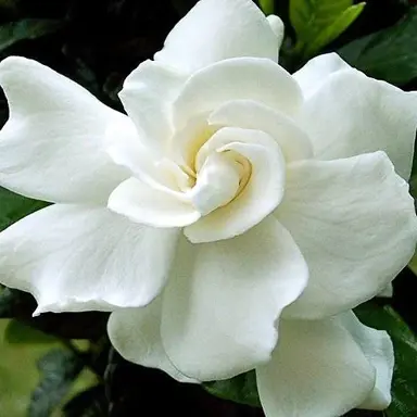 Gardenia 'August Beauty' white flower.