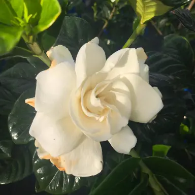 gardenia-augusta-true-love-