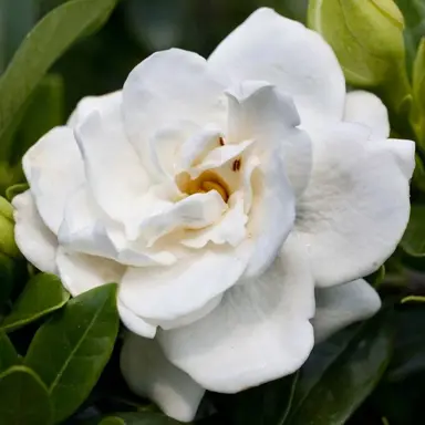 gardenia-crown-jewels--1