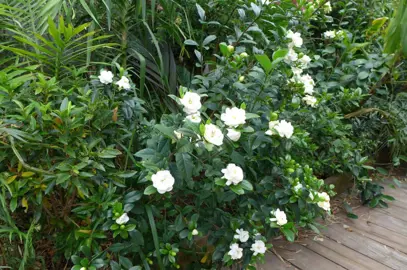 A Gardenia florida shrub growing alongside a path.