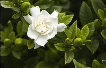 Gardenia florida shrub with white flowers and masses of flower buds.