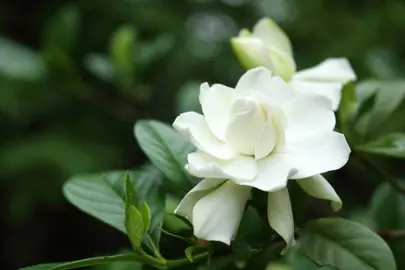 gardenia-four-seasons-2