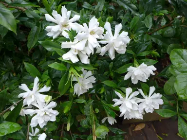 gardenia-four-seasons-4