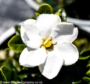 gardenia-fragrant-star--1