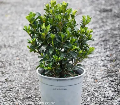Gardenia 'Fragrant Star' plant in early spring for sale at The Plant Company nursery.